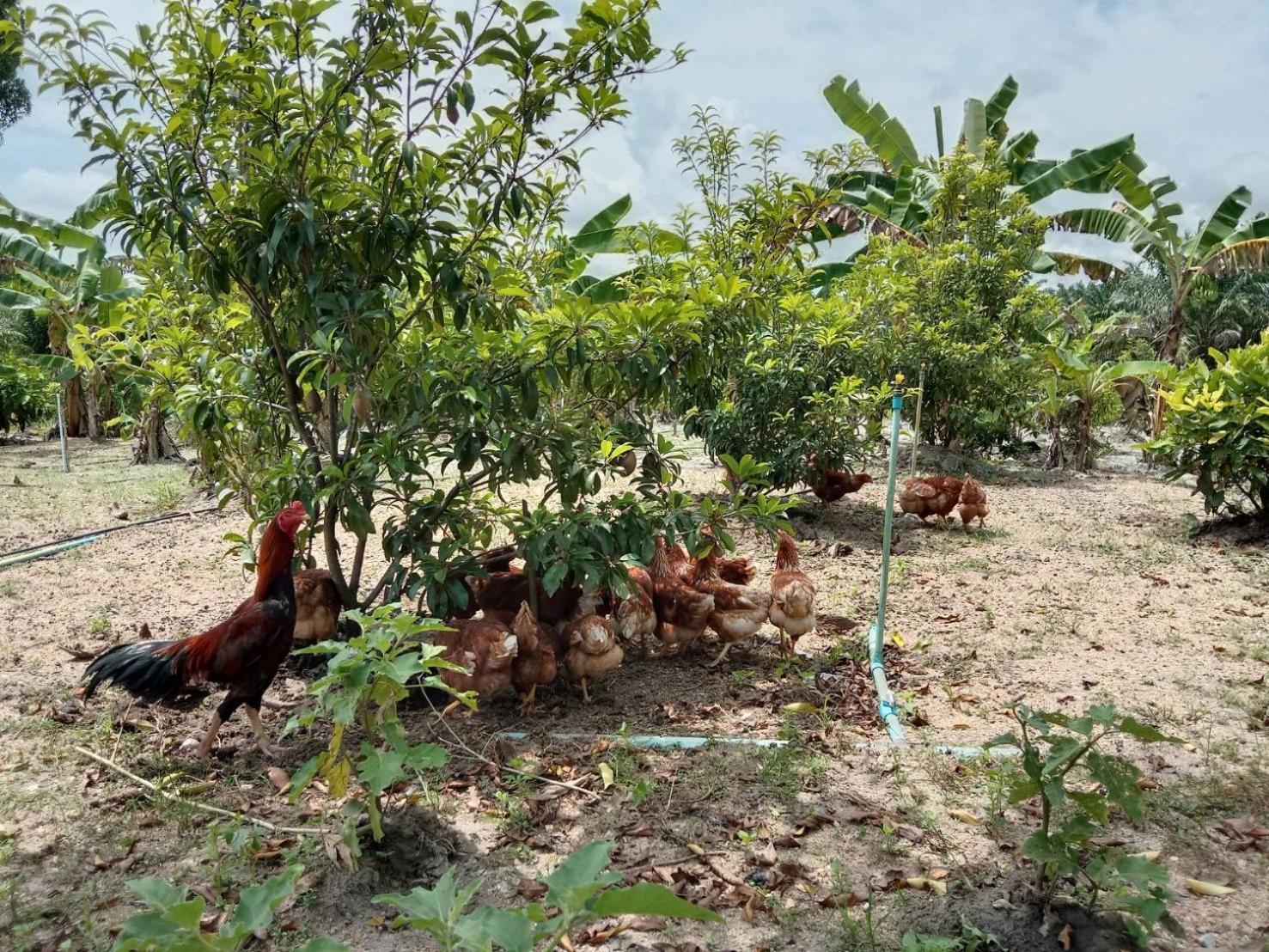 ปารมีฟาร์มสเตย์ Takuapa Ngoại thất bức ảnh